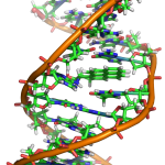 Benzopyrene_DNA_adduct_1JDG