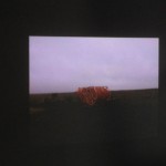 IMG_0147