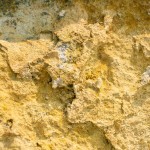 _DSC4650