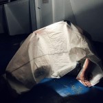 Therefore the Falling Hazard- phase I - the 181 collective -ph mmmanya